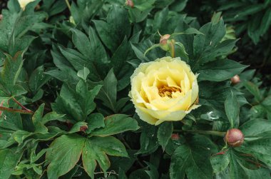 Yellow hybrid peony flower (Ito hybrids). Yellow interspecific peony hybrids. Garden treasure, landscape designers' choice