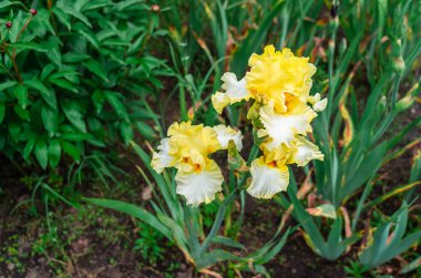 Çiçek tarlasında sarı iris çiçeği. Hasarlı yeşil yaprakların arka planı. Fotoğraf, son bahar şekerlerinin etkilerini hatırlatıyor.