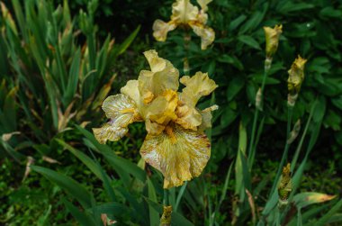 Beyaz ve mor renkli sarı iris çiçekleri ve bahçede yağmur damlaları. Hasarlı yeşil yaprakların arka planı