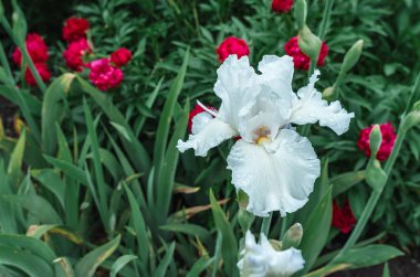 Çiçek açan kırmızı şakayıkların arka planında yağmur damlaları olan açık mavi ve beyaz bir iris çiçeği. Çiçek ekran koruyucu