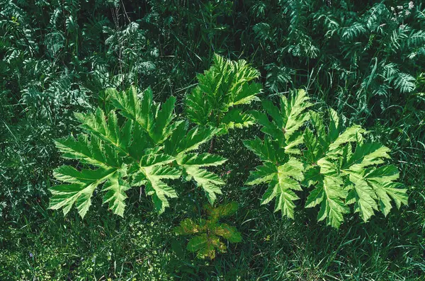 Yabani otların arasında büyük yeşil yosun yaprakları (Heracleum sosnowskyi) bulunur. Doğal, gür yapraklar. Potansiyel olarak zararlı bitki