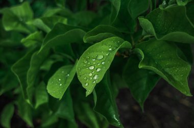 Manolya üzerinde büyük yeşil yapraklı, parlayan yağmur damlaları. Bulanık koyu arka plan. Yapraklı yağmur içeriği