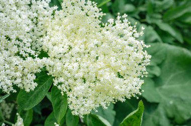 Beyaz çiçekli ve yeşil yapraklı, çiçekli yaşlı böğürtlenli Makro Sambucus zencisi. Şurup, çay ve doğal ilaçlar yapmak için kullanılan bitkisel bitkiler.