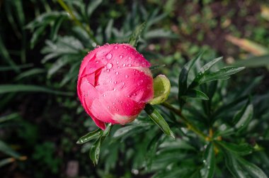 Açılmamış açık pembe şakayık tomurcuğunun yeşil yapraklı çalıların üzerindeki yağmur damlalarıyla yakın plan görüntüsü. İlham verici bir fotoğraf.