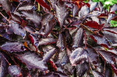 Yağmurdan sonra tepedeki kırmızı yapraklar. Damlalar yumuşak ışıkta parlar. Peyzaj tasarımı için fikir. Yağmurlu içerik
