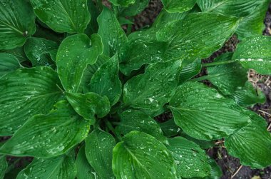 Yeşil Hostta yaprakları yağmur damlalarıyla birlikte görünüyor. Doğal detaylar, ıslak doku. Botanik temalar ve manzara tasarımları