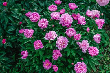 İnanılmaz açık pembe, yemyeşil şakayıklar ve yağmur damlaları. Çiçek arkaplan. Reklamcılık. İlham verici ekran koruyucu