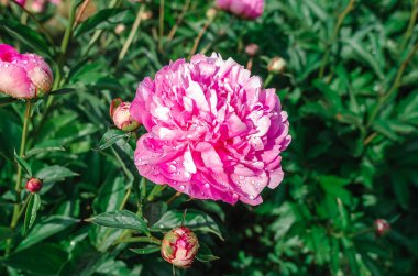 Yağmurdan ıslanmış narin yaprakları olan pembe şakayık çiçekleri yağmur damlalarıyla kaplı yeşil yaprakları olan çalıların üzerinde.