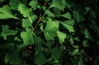 Ginkgo biloba 'nın ıslak yeşil dallarına yağmur damlaları. Şifa ağacı. Bulanık doğal arka plan. Yakın plan. Yağmurdan sonra görüntüle