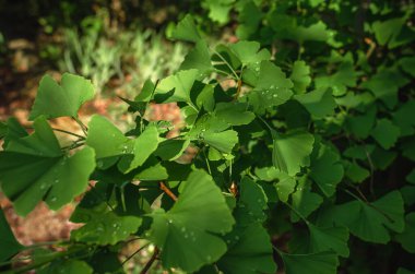 Ginkgo biloba 'nın ıslak yeşil dalları ve yağmur damlaları. Şifa ağacı. Bulanık doğa geçmişi. Yaz görünümü