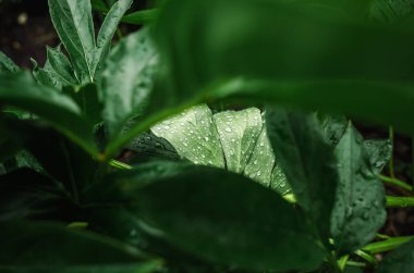 Yağmurdan sonra yeşil şakayık yapraklı koyu soyut arkaplan. Islak yeşil şakayık yaprakları koyu bulanıklığa karşı