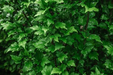 Bulanık doğa arka planında yağmurdan sonra parlak yeşil yapraklar. Herhangi bir projeye doğal bir dokunuş. Yağmurlu yapraklar