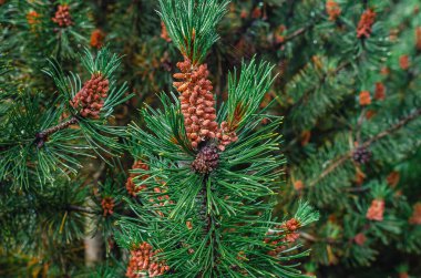 Yazın kabarık yeşil çam dalında kahverengi kozalaklar. Kozalaklı arka plan. Kozalaklı tasarım için fikir, ekran koruyucu