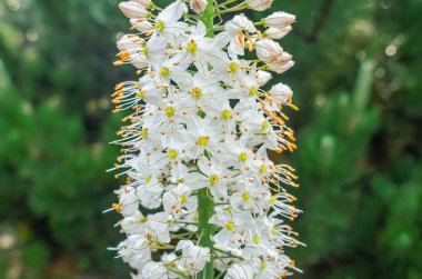 Sarı merkezli beyaz çiçekli Eremurus himalaicus. Aynı zamanda Dev Çöl Mumları olarak da bilinir.