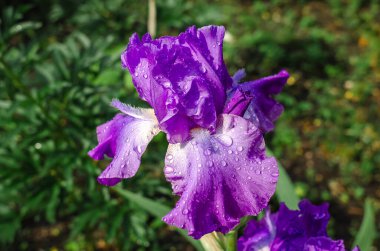 Açılmamış yağmur damlalarıyla açık leylak çiçekleri. Ön manzara. Doğada çiçek tarhının bulanık arkaplanı.