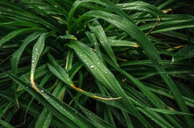 Yağmur sırasında ince, uzun yeşil yapraklar. Damlalar damlıyor. Yağmurlu hava konsepti. Islak yapraklı arkaplan