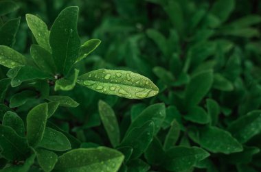 Manolya üzerinde büyük yeşil yapraklı, parlayan yağmur damlası. Bulanık koyu arka plan. Yapraklı yağmur içeriği