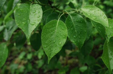 Yağmurlu armut yaprakları ve koyu bulanık arka planda yağmur damlaları. Yağmurlu gün, web sitesi için, blog içeriği için, yağmurlu hava
