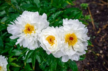 Bulanık doğa arka planında taze, gür, beyaz şakayık çiçeklerine su damlaları düşer. Sarı pistil merkezi. Çiçeksel ilham
