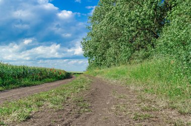 Kırsal kesimde buğday tarlası ve renkli çiçeklerle dolu bir arazi yolu. Arazi ile ağaç dikme arasında, mavi gökyüzünün altındaki toprak yol.
