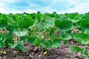 Tarladaki yeşil soya bitkilerinin yakın görüntüsü. Kuru toprakta soya fasulyesi filizleri. Bulutlu mavi gökyüzü