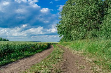 Arazi ile ağaç dikme arasındaki mavi gökyüzünün altındaki toprak yolda. Kırsal alanda buğday tarlaları ve renkli çiçeklerle dolu bir arazi yolu.