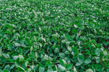 Tarım arazilerinde yemyeşil soya tarlaları gelişiyor. Tazelik ve refah için yeşil tarım kavramı