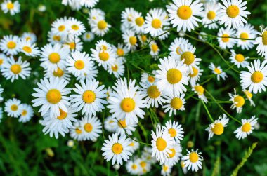 Beyaz papatyalar. Papatya çiçekleri çözünmüş arka planda çiçek açıyor. Hoş doğal yaz çayır sahnesi