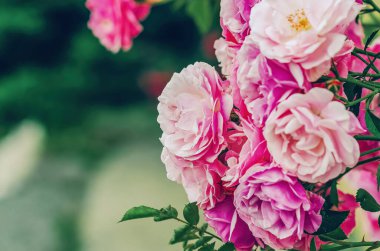 Bir buket çiçek açan elit çeşit güller. Sevdiğin için tebrik kartı. Bulanık arkaplan