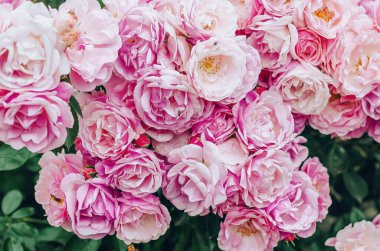 Çeşitli seçkin güller çiçek açar. Floribunda güllerinin pembe ve beyaz çiçekleri. Aşkın sembolü olarak güller. Çiçek arka planı