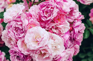 Büyük bir buket açık pembe gül bulanıklığa karşı. Çiçek açmış yemyeşil güller. Çiçek arka planı