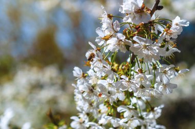 Çizgili yaban arısı kiraz çiçeğinin üzerine oturur. Fotoğraf, doğanın verimliliğinin sembolüdür, iyi hasat..
