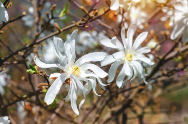Beyaz manolya çiçeklerinin manzarası bulanık arka planda tamamen çiçek açar. Yapraksız dallar. Baharın başlarında.