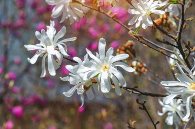Beyaz manolya çiçeklerinin manzarası bulanık arka planda tamamen çiçek açar. Yapraksız dallar. Baharın başlarında.