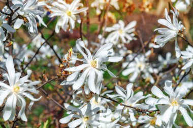 Beyaz manolya çiçeklerinin manzarası bulanık arka planda tamamen çiçek açar. Yapraksız dallar. Baharın başlarında.