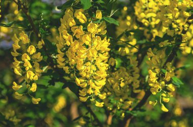 Lanet olası Caragana ağaç kesimleri. Sarı akasya çiçekleri yakın plan. Çiçekli Sibirya bezelye çalısı. Seçici odaklanma. Peyzaj tasarımı kavramı.