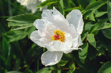 Yeşillik, beyaz şakayık çiçeği ve bulanık doğa arkaplanı. Sarı kümes hayvanı ortaya. Çiçeksel ilham.