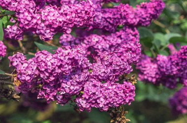 Mor leylak çiçekleri yeşil yapraklı çalılıklarda dallanır. Seçici odaklanma, bulanık arkaplan. Çiçek ekran koruyucu.