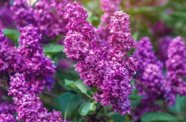 Yeşil yapraklı dalların üzerinde bahar mor leylak çiçekleri. Doğada ilkbahar. Bahar içeriği.