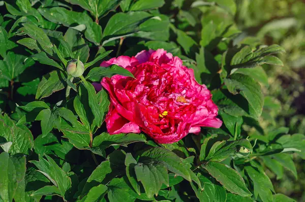 Yeşil çalıların üzerinde büyük, gür, narin, pembe bir şakayık çiçeği. Ön manzara. Sarı merkezli çiçeğin inanılmaz fotoğrafı..