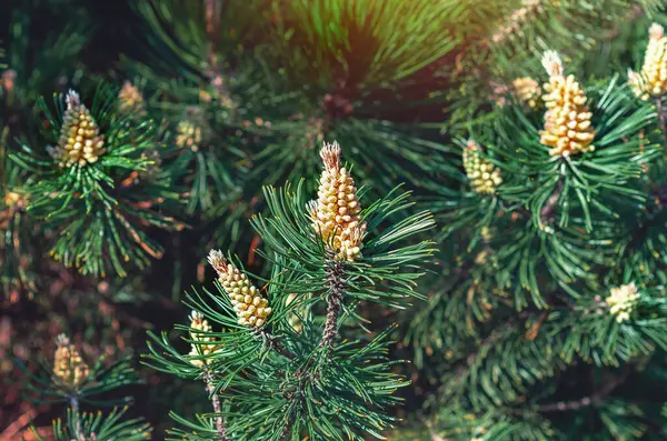 Yazın kabarık yeşil çam dalında kahverengi kozalaklar. Kozalaklı bulanık arkaplan. Kozalaklı tasarım için fikir, ekran koruyucu.