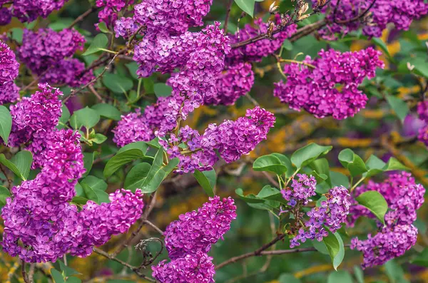 Mor leylak çiçekleri yeşil yapraklı çalılıklarda dallanır. Seçici odaklanma, bulanık arkaplan. Çiçek ekran koruyucu.