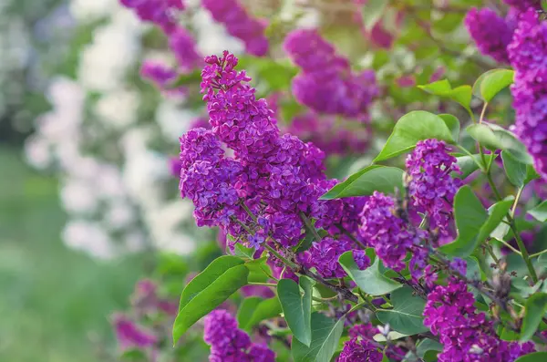 Dallarda mor bahar leylak çiçekleri. Bulanık lekeli leylağın yakın çekimi. Leylak çalılarının arasından gün ışığı