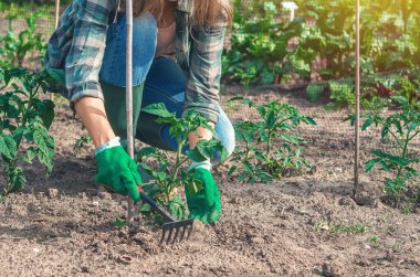 Çiftçi kadın sebze bahçesindeki toprağın içindeki domates fidelerinin yanında yabani otları temizliyor. Eldivenli eller. Organik tarım ve bahar baharı bahçe konsepti.