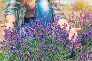 Uzun saçlı, tanınmayan bir kadının elleri arıların vızıldadığı lavanta çalılarına hafifçe dokunuyor..