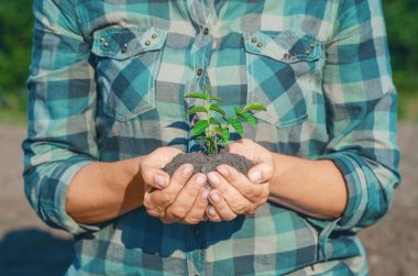 Tanınmayan bir kadın, toprakta yetişen yeşil fideleri elinde tutuyor. Ön manzara. Doğa koruma kavramı. Dünya Günü.