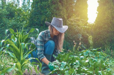 Şapkalı ve lastik çizmeli bir kadın yeşil tatlı mısırın yanında yetişen kırmızı pancarlarla ilgileniyor. Organik sebzeler.