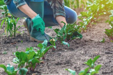 Kadın çömelmiş, kırmızı pancar seyreltiyor, kareli gömlek ve eldiven giyiyor. Organik tarım, organik sebze yetiştirme.