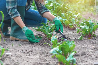 Kadın çömelmiş, pancar seyreltiyor, kareli gömlek ve eldiven giyiyor. Organik tarım, organik sebze yetiştirme.