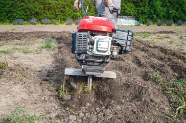 Erkek çiftçi, bahçede manuel benzin ekicisiyle toprağı sürüyor. Ön manzara. Tohum ekmeye hazırlanıyorum. Arka planda açan lavanta çalıları.